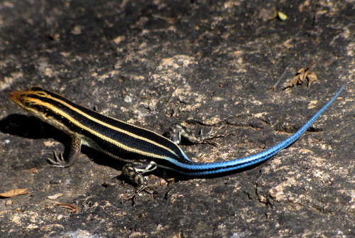 Rainbow Skink, photo 5 of 10