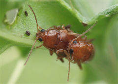 Neocrepidodera ferruginea