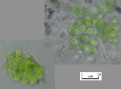 Apatococcus lobatus