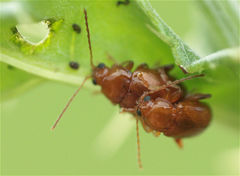 Neocrepidodera ferruginea