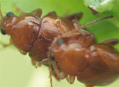 Neocrepidodera ferruginea