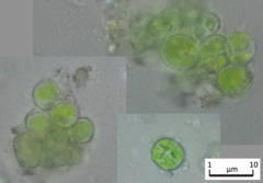 Apatococcus lobatus