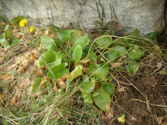 Arisarum simorrhinum