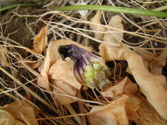 Arisarum simorrhinum