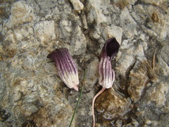 Arisarum simorrhinum