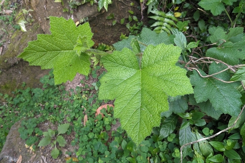 Giant bramble (Rubus alceifolius)