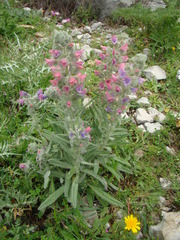 Echium albicans