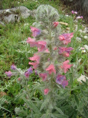Echium albicans