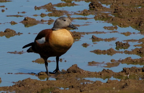 South African Shelduck, photo 9 of 9