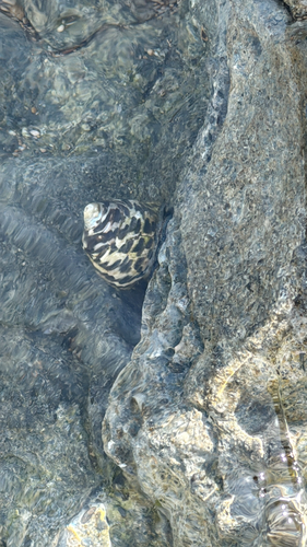Phorcus turbinatus