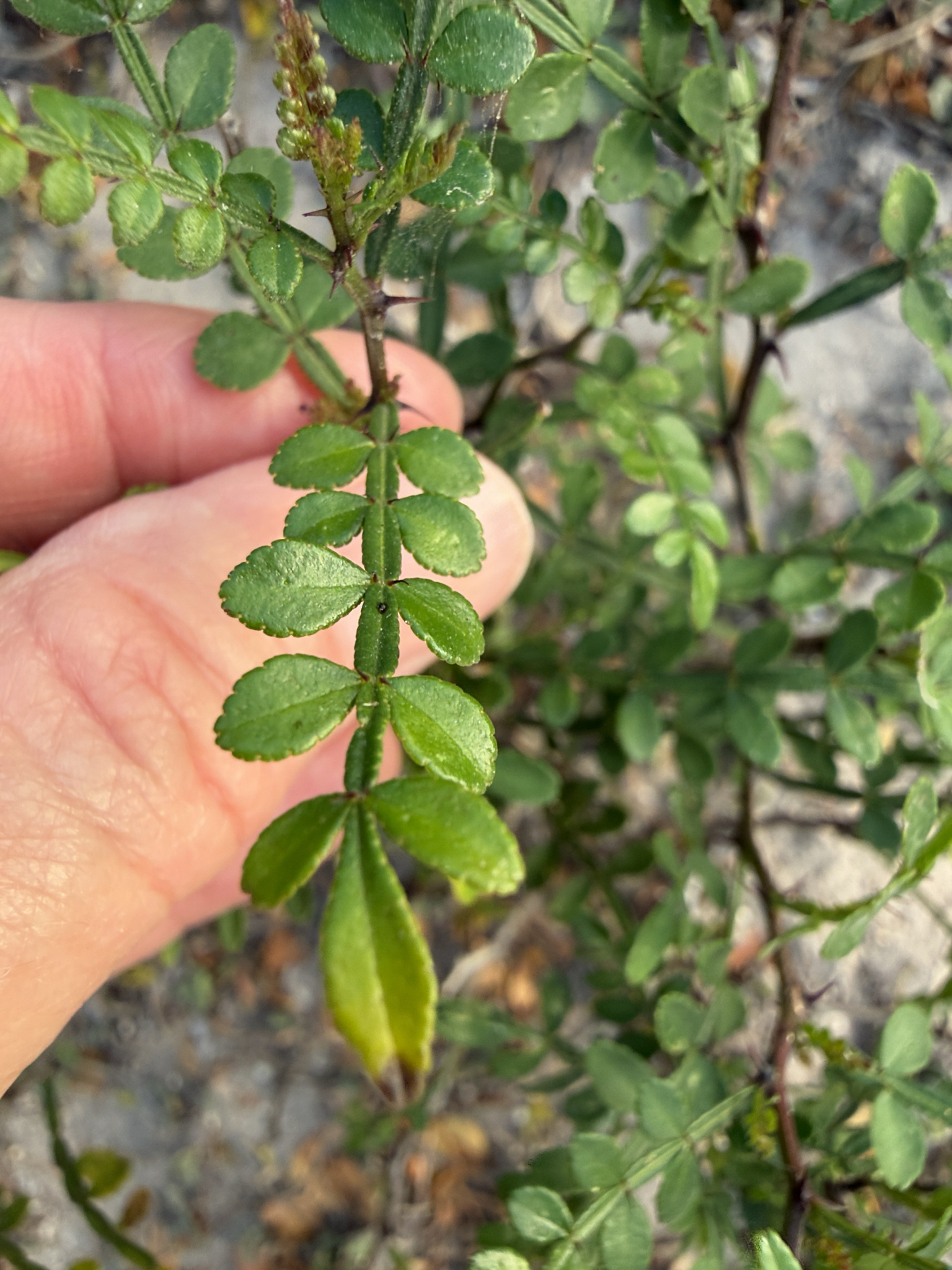 Lime Pricklyash (Zanthoxylum fagara)
