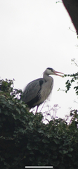 Ardea cinerea