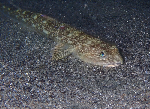 Sechura lizardfish (Synodus sechurae) — Synodontidae — 4