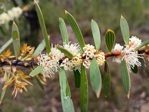 furze hakea (Hakea repullulans)