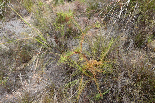 Leucospermum lineare, photograph 6