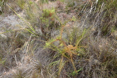 Leucospermum lineare, photograph (c) Tony Rebelo, some rights reserved (CC BY-SA)