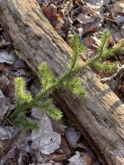 Lycopode en massue (Lycopodium clavatum) — photo 2