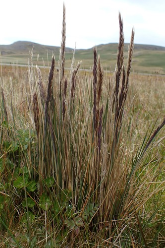 Fescue del bosque