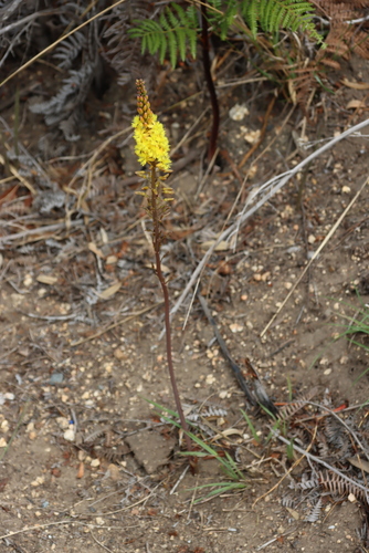 Renoster Kopieva (Bulbine cepacea)