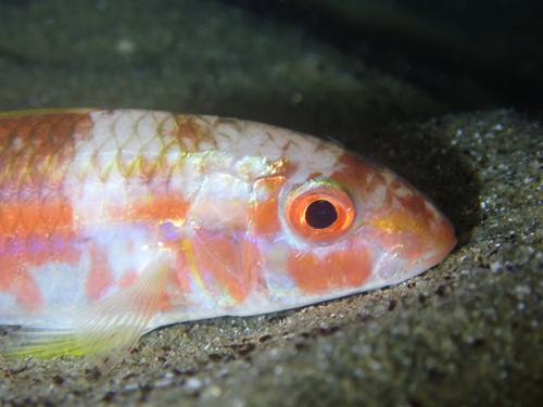 Pseudupeneus grandisquamis, 2026-03-26