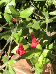 Gambelia