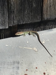 Anolis carolinensis
