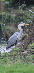 Ardea cinerea