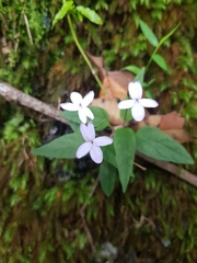 Pseuderanthemum variabile