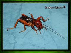 Stenopelmatus sartorianus