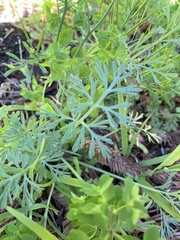 Ammoselinum