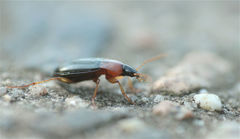 Calathus melanocephalus