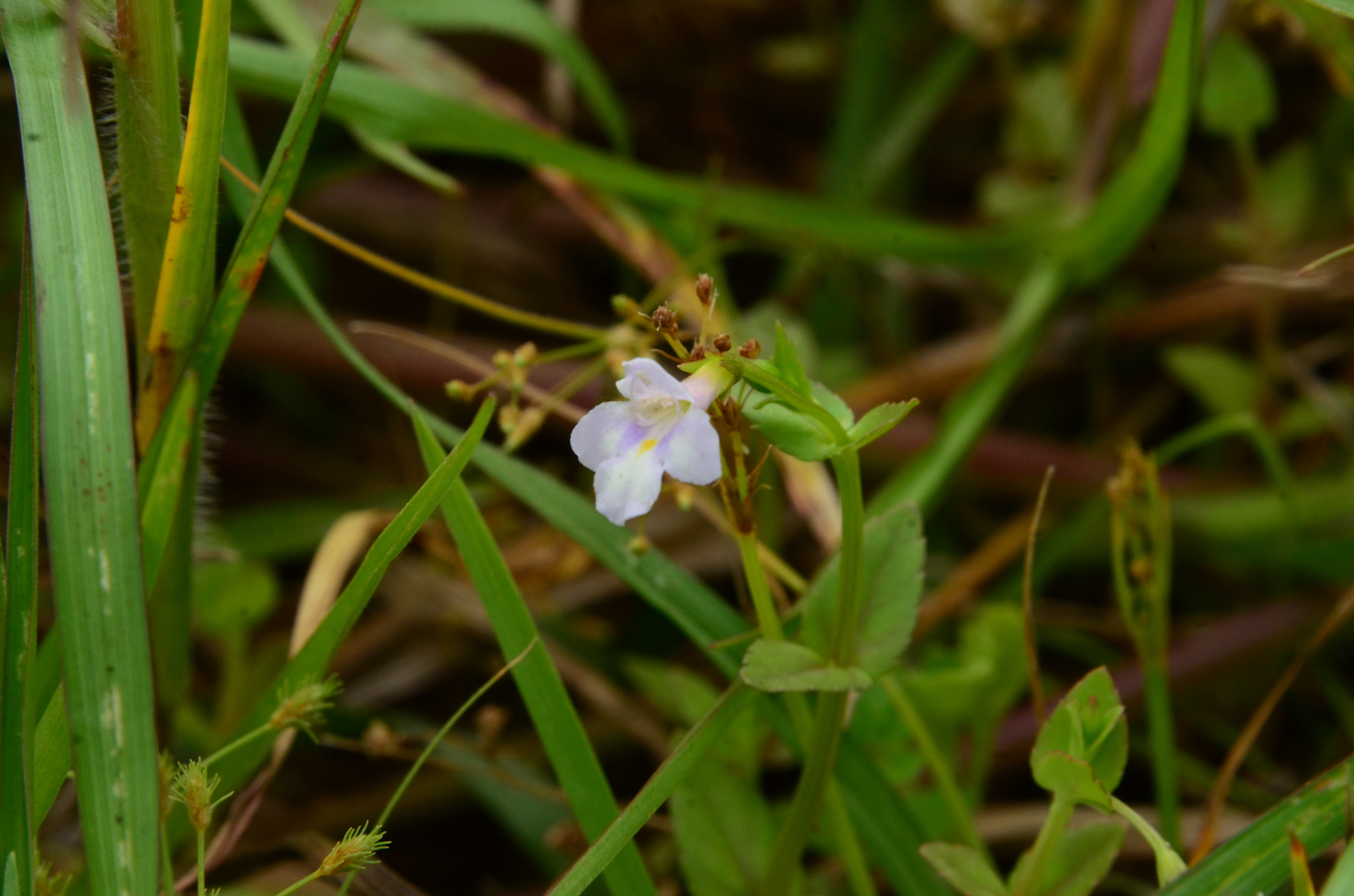 Torenia anagallis