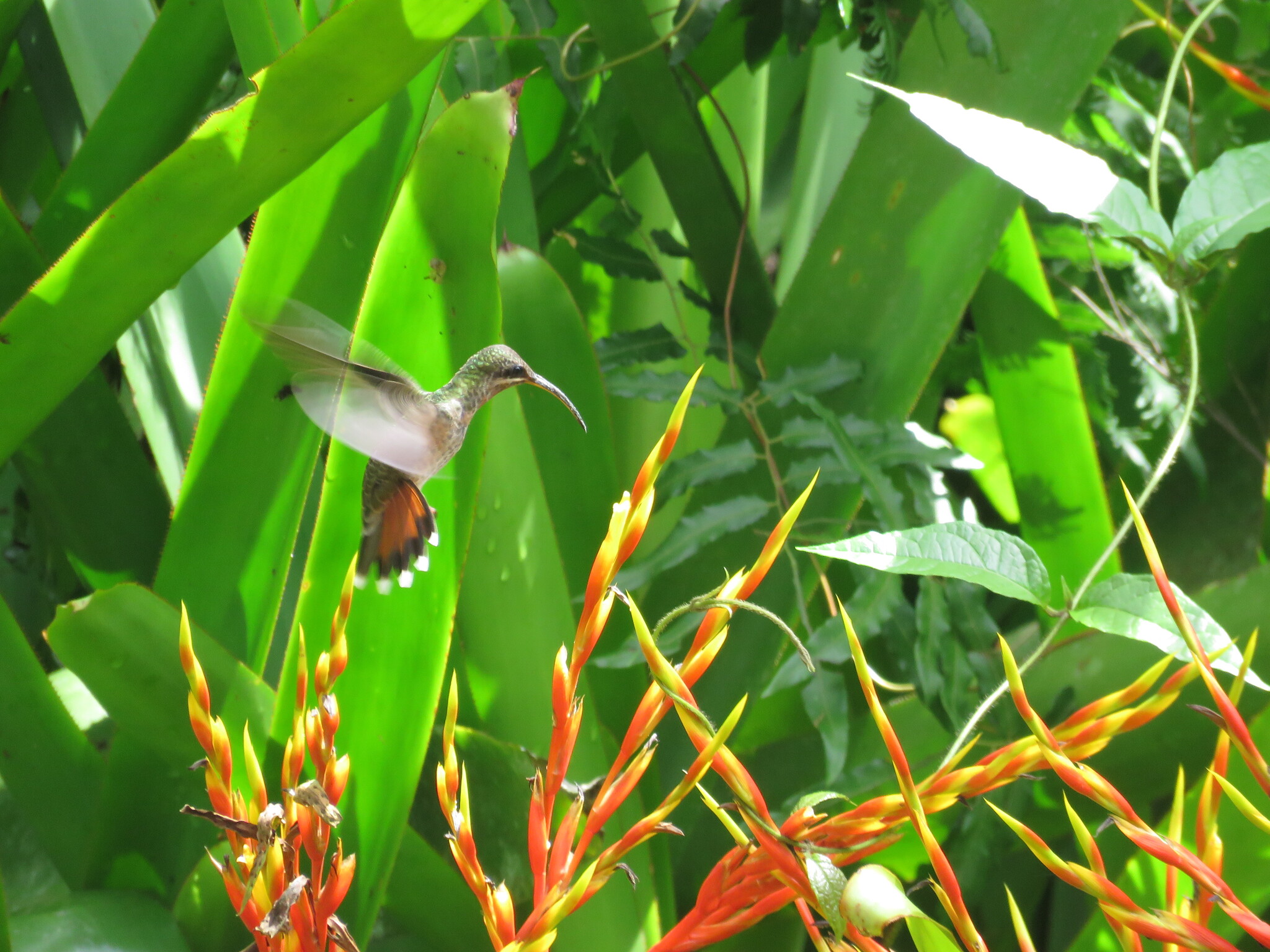 Rufous-breasted Hermit (Glaucis hirsutus), photo 3