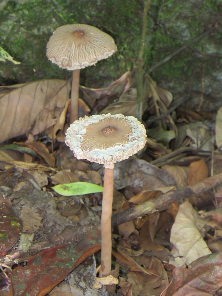 Macrolepiota capelariae · February 2026 · photo: © pablocauapc (iNaturalist, cc-by)