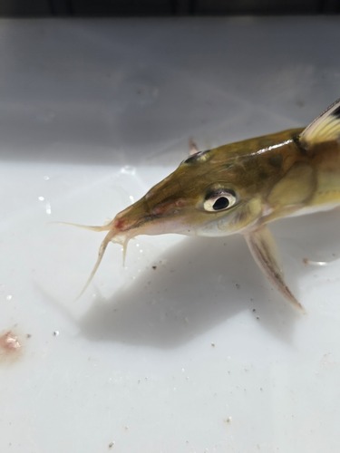 Orestes' doornmeerval (Hassar orestis) — Doradidae — 5