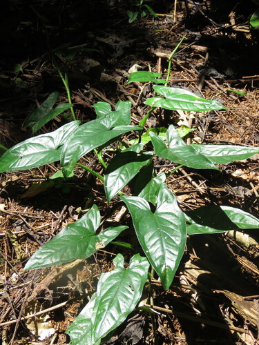 Syngonium podophyllum