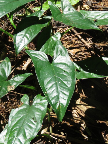 Syngonium podophyllum