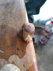 Cornu aspersum
