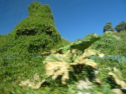 Gunnera insignis, photograph 6