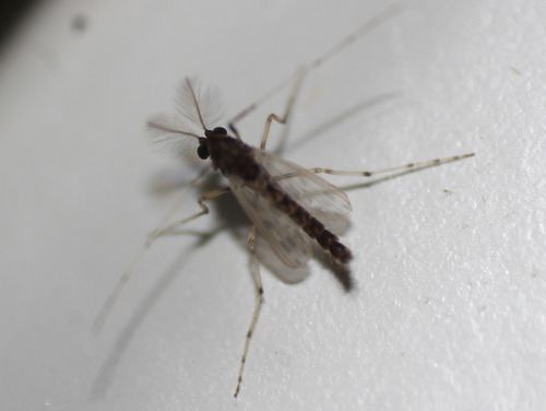 Unknown species found near Water Catchment Area, West Palm Beach, FL, USA