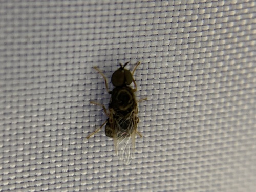 Unknown species found near Richmond Boulevard, Richmond, TX, US