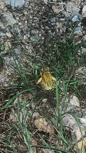 Duttaphrynus melanostictus