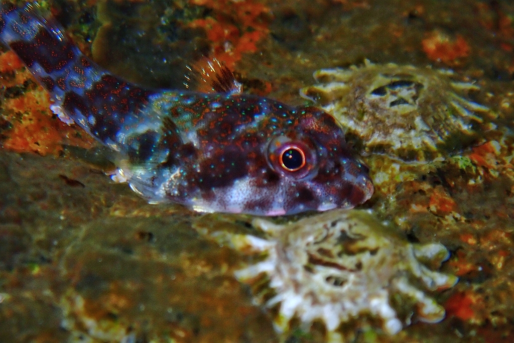 Redhead clingfish (Arcos erythrops) — Gobiesocidae