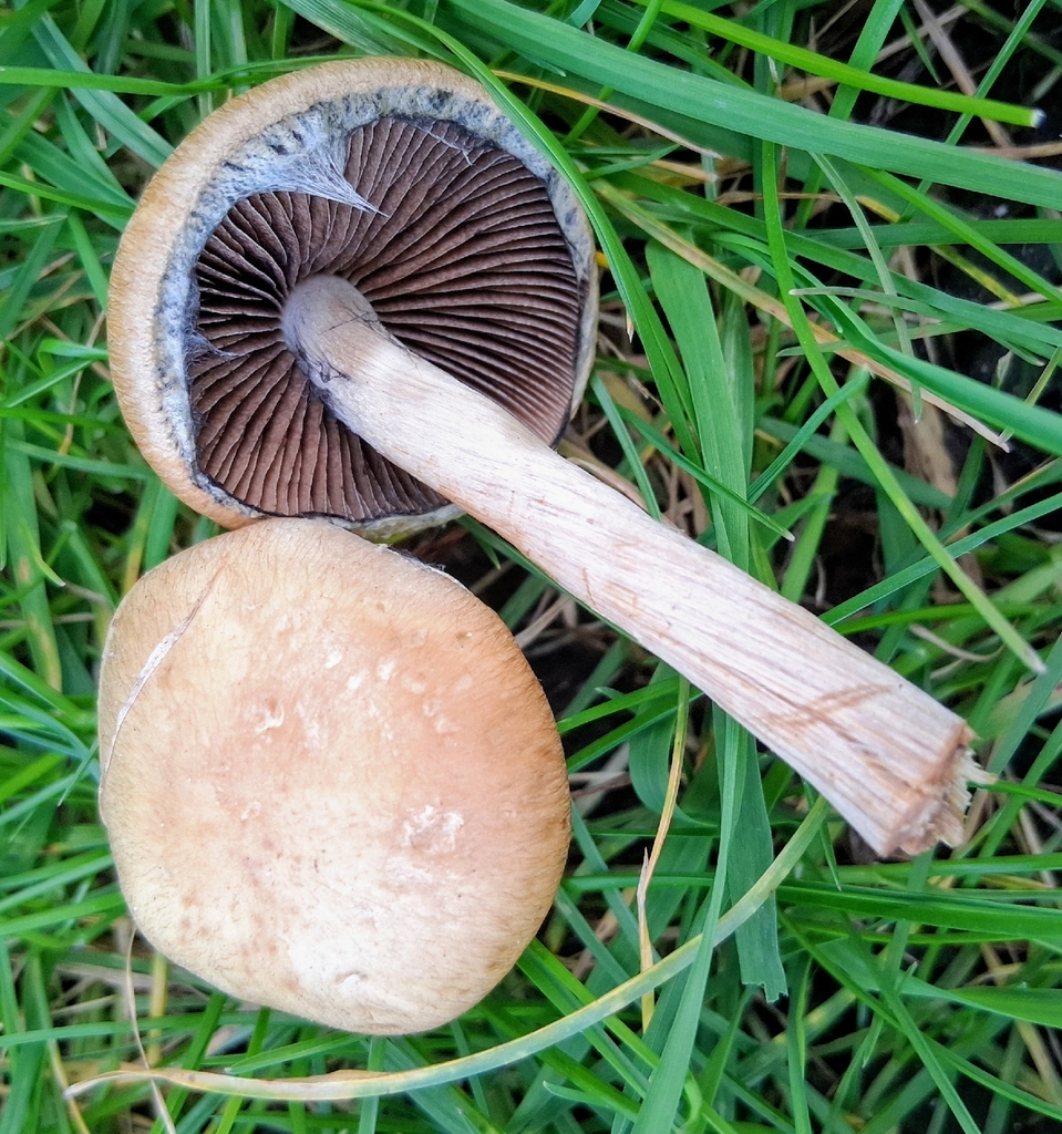 Lacrymaria lacrymabunda · March 2026 · photo: © duncan-brooks (iNaturalist, cc-by)
