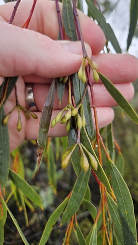 Weeping Mallee (Eucalyptus sepulcralis)