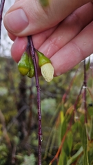 Eucalyptus sepulcralis, photograph author not stated, no rights reserved