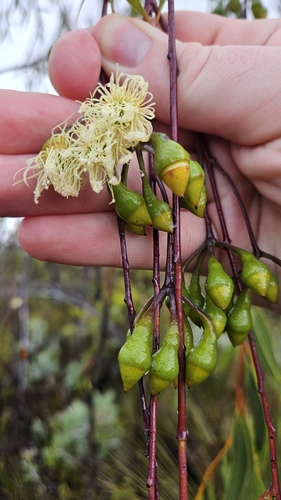 Eucalyptus sepulcralis, photograph 4