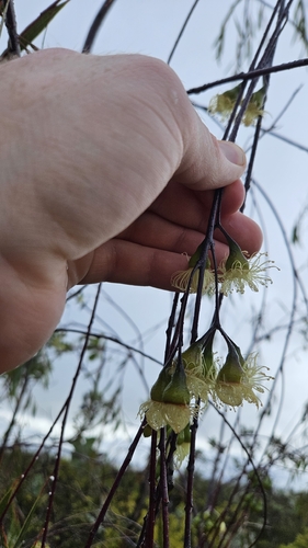 Eucalyptus sepulcralis, photograph 5