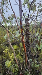 Eucalyptus sepulcralis, photograph author not stated, no rights reserved