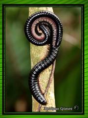 Orthoporus